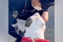 散歩中『警察官』に出会った犬→パトカーから降りてきて…素敵すぎる『微笑ましい光景』に反響「優しい時間が流れてる」「ほんと無邪気で可愛い」