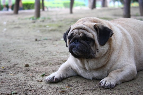 『太りやすい』犬種5選　肥満が引き起こす危険な症状や改善すべき生活習慣まで