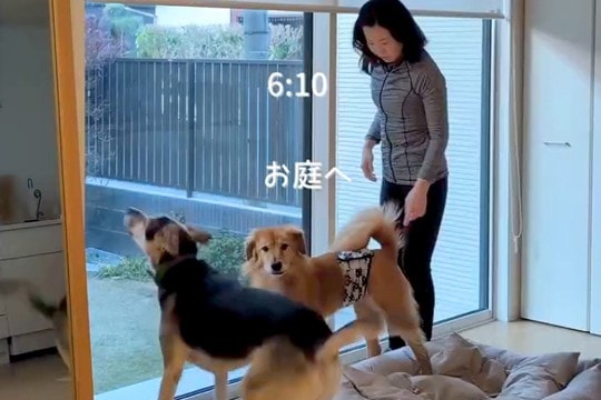 50代の独身女性が『2匹の元野犬』と一緒に過ごしたら…素敵すぎる『理想的な暮らし方』が21万再生「こんな生活に憧れる」「なんて幸せ」