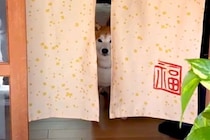 『お散歩拒否』する犬→見かねたおじいちゃんおばあちゃんが…まさかの『お年寄りの知恵』で対抗する光景が19万再生「コントで草」「可愛いｗ」