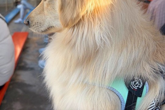 水族館でテンションMAXだった犬→『イルカショー』を目前に疲れ果てて…子供のような『電池切れ』に25万いいね「寝落ちｗｗ」「起きて…！」