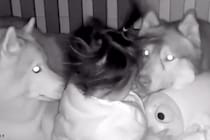 隣の部屋で家事中『赤ちゃんの見守りカメラ』を確認した結果→2匹の大型犬が…『まさかの光景』が35万再生「最高のボディガード」「優しい」