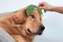 大型犬に葉っぱを乗せ『似合ってる』と言ってみた結果→まるで人間のような『まさかの表情』が16万再生「伝わってるｗ」「まんざらでもない」