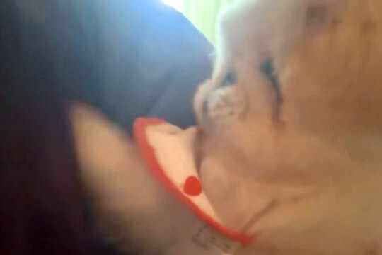 朝、起きる時間になると『犬』がやってきて…『寝坊は絶対に許さない』まさかの光景に5万3000いいね「表情も最高w」「目覚まし要らず」