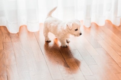 子犬