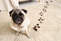 犬がいる部屋に『カーペット』の必要性とは？使用するメリットや選ぶ際の注意点まで