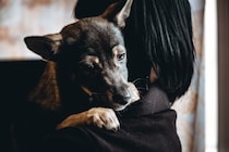 『飼い主のストレス』は犬にも伝わるの？そう言われている理由や愛犬への精神的負担まで