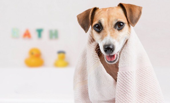 【最新研究で判明】薬を減らせるかも?セラミド入浴とシャンプーが犬の皮膚炎を改善させるメカニズムが判明