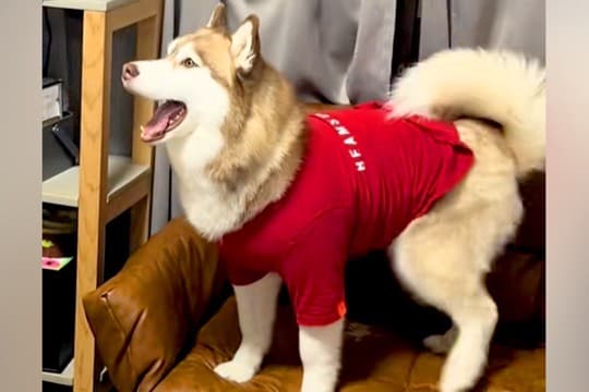 大型犬に服を着せてお留守番させた結果→帰宅後に…想定外だった『衝撃的な光景』に爆笑「ダメージ加工ww」「攻めすぎたファッションで草」
