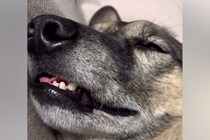 ぐっすり眠っている犬→顔がピクピク動き出して…衝撃的な『寝顔』と『イビキ』がおもしろ可愛いと反響「想像以上で草」「本当に愛おしいｗ」