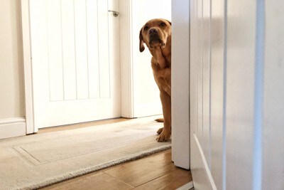 不安そうな犬