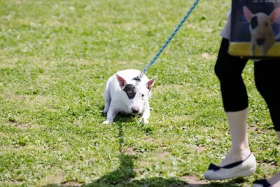 動物病院を嫌がる犬