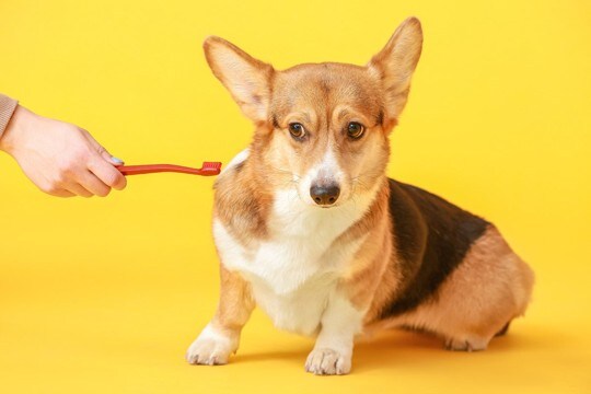 飼い主が『犬に嘘をつく』とどうなるの?考えられるデメリットや愛犬に与える悪影響まで