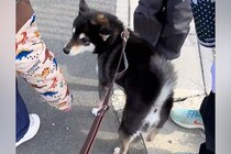 犬の散歩中『小学生たち』が遠くから駆け寄ってきて…ずっと見ていたくなる『愛おしい光景』に反響「しっぽ揺れていくの可愛い」「ほっこり」