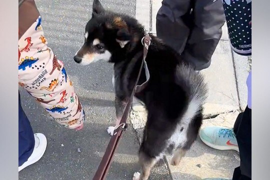 犬の散歩中『小学生たち』が遠くから駆け寄ってきて…ずっと見ていたくなる『愛おしい光景』に反響「しっぽ揺れていくの可愛い」「ほっこり」