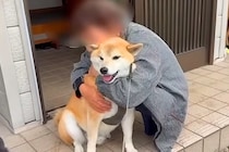 3年間、ご近所のおばあちゃん家に通い続けた犬たち…思わず泣けてくる『かけがえのない光景』が64万再生「まるで孫…心が暖かくなる」「素敵」