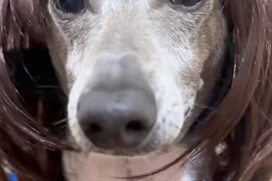 Amazonで『犬用のカツラ』を購入→被せてみた結果…「研ナオコww」「国語の先生にいそうで草」思っていたのと違う光景が117万再生