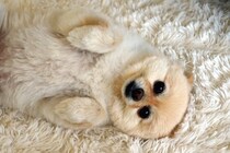 犬が『ぶりっこ』しているときの仕草4つ　あざとい行動をする理由や注意点まで