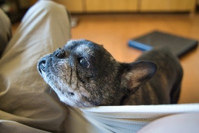 顔を近づけるフレブル