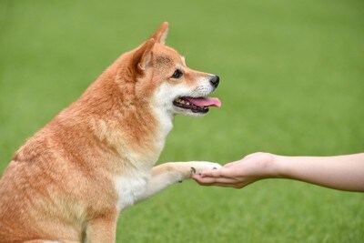 柴犬、お手