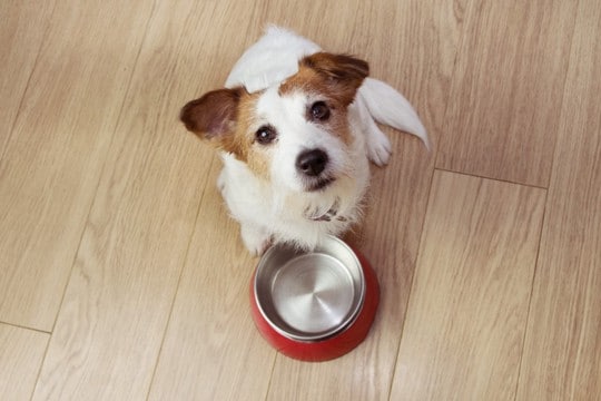 犬が飼い主に『お願いごと』があるときにみせるサイン4つ　要望に対する適切な対応まで