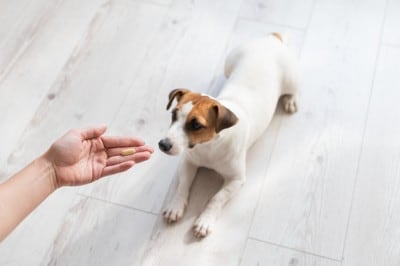 犬に薬を差し出す飼い主の手