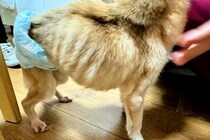 骨が浮き出たガリガリの犬→飼い主からは『死んじゃってもいい』と言われ…衝撃的な物語が27万再生「辛かったね」「涙が出てくる…」現在の姿も