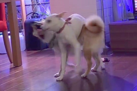 椅子の脚カバーを取り合う2匹の犬→1匹が体の上に乗ってしまい…コントのような『まさかの展開』に爆笑「メリーゴーランドで草」「笑うww」