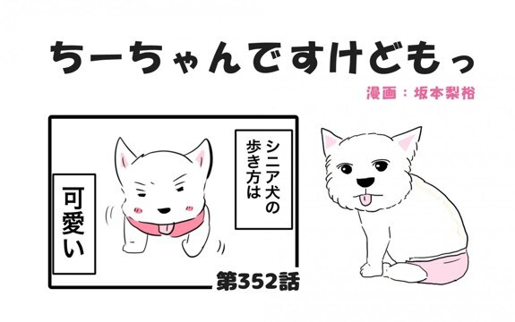 ちーちゃんですけどもっ【第352話】「魅力がいっぱいシニア犬」