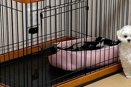 犬のハウスの扉を閉めたままにしていたら…『まるで小学生の時の私みたい』健気すぎる表情に3万いいね集まる「私も経験あるw」「例えがうまい」