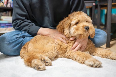 犬を撫でる男性
