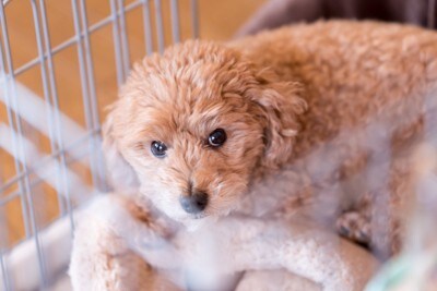 ケージに入る犬