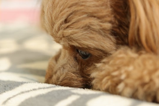 犬の『メンタルが崩壊する』絶対NG行為５選　飼い主がやってはいけない問題行動とは？