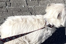 『草むらで拾った落とし物』を持って歩く犬→気に入ってしまった『まさかの物』が可愛すぎると14万表示「初心者なんだよねｗ」