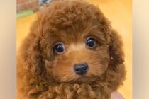 『天使のような可愛い子犬』を飼った結果→思っていたのと違う『成長』をした光景に爆笑の声「歯茎モンスターｗｗ」「ワイルドになってて草」