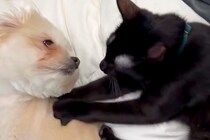 保護された黒猫を飼った結果→お迎えして『たったの2日目』で…先輩犬との『愛おしすぎるやり取り』に絶賛続々「Win-Winな関係」「尊い」