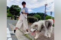 小学6年生の女の子が『40キロの大型犬』を散歩した結果→大人顔負けの『頼もしすぎる光景』が18万再生「ベストフレンド」「憧れます」と称賛