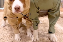 雨の日、犬たちが『カッパを着せられる』と察した結果→わかりやす過ぎる『納得いっていない表情』が133万再生「絶望の顔で草」「虚無ｗｗ」