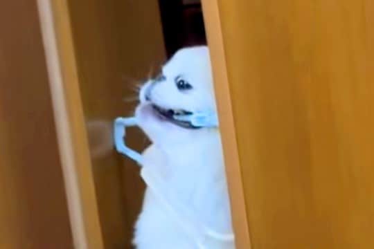 どうしてもハンガーを運びたい犬→扉に引っかかってしまって…思わず応援したくなる『必死すぎる光景』が54万再生「犬生1周目」「吹いたww」