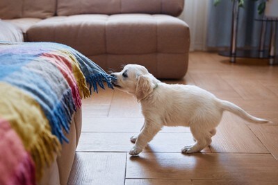 布を引っ張る子犬