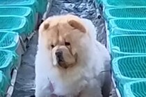 男性が『大型犬』と一緒に仕事場へ→ふと様子を見ると…どんくさ過ぎる『まさかの悲劇』が27万再生「愛おしすぎ」「温度差に笑ったｗｗ」と爆笑