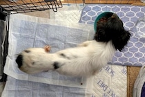 『クサくて汚くて可愛くない』と言われた繁殖引退犬…愛情を与え続けた結果→思わず見違える『現在』に涙「目キラキラしてる」「愛のおかげ」