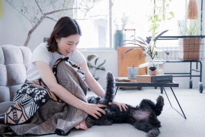 仰向けに寝転ぶ犬を撫でる女性