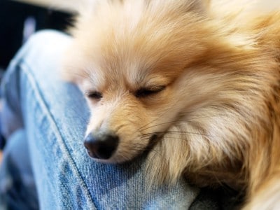 足の上で目を閉じる犬