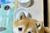 『かあさん、からっぽです…』ご飯を食べ終わった犬→お皿の前で…思った以上に切ない『表情』に4万いいね「ズルいｗｗ」「負けそうになる」