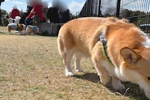 ドッグランを訪れた犬→周りの犬が元気すぎて…馴染めずに見せた『切ない表情』に3万いいね「顔に悲壮感が漂ってる」「私と同じタイプｗ」と反響