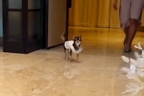 小さなチワワが『結婚式でリングドッグに挑戦した』結果→パパとママを見つけられなくて…まさかのハプニングと結末に反響「頑張ったね」「感動」