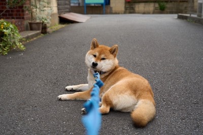 座る柴犬