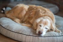 シニア犬がみせる『可愛すぎる行動』5つ　老犬ならではの仕草や必要なケアまでご紹介