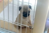 『ケージに閉じ込められた』と訴える子犬→扉を見てみると…犬生1週目すぎる『勘違い』が14万再生「人の子供みたいｗ」「凄い開いてたｗｗ」